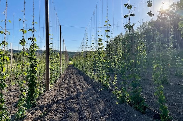 Visite de la brasserie et des plantations de Houblon bio